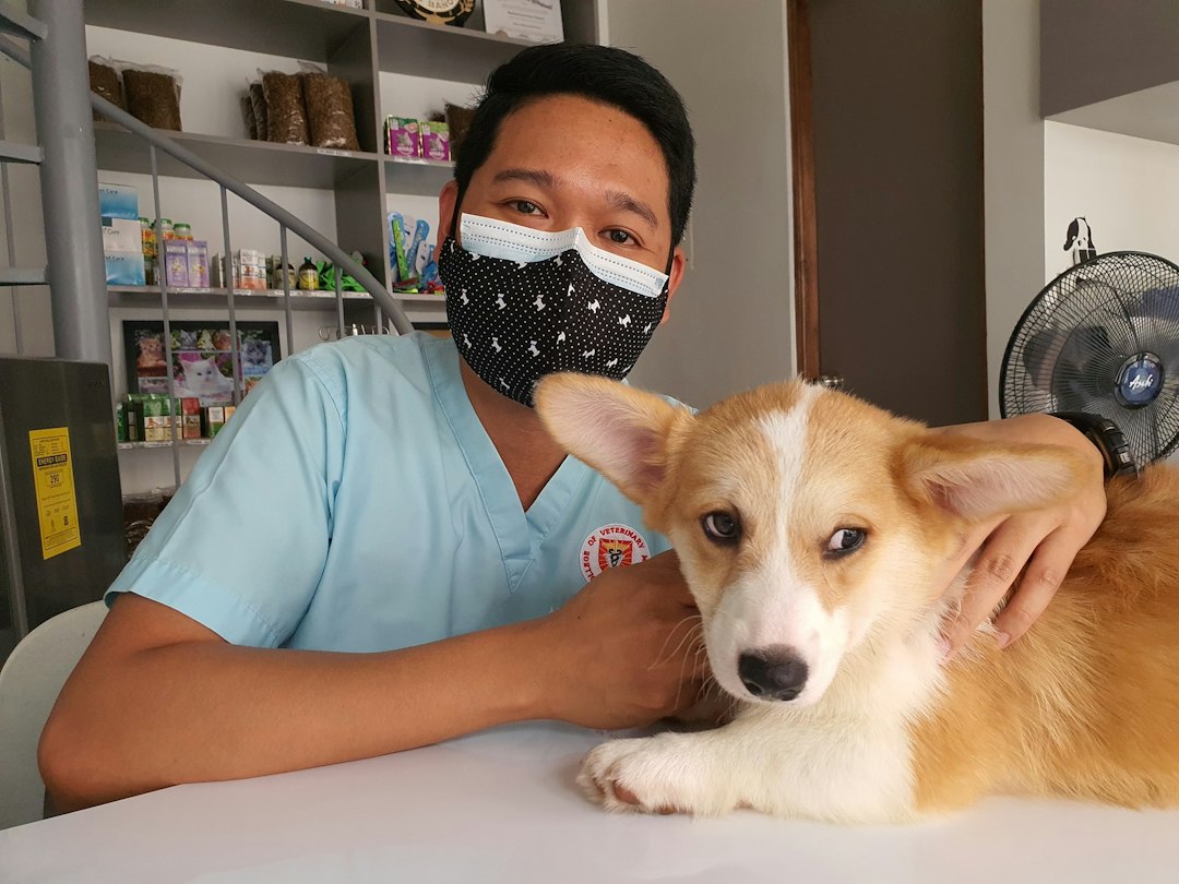Veterinario atendiendo a un perro en una clinica veterinaria