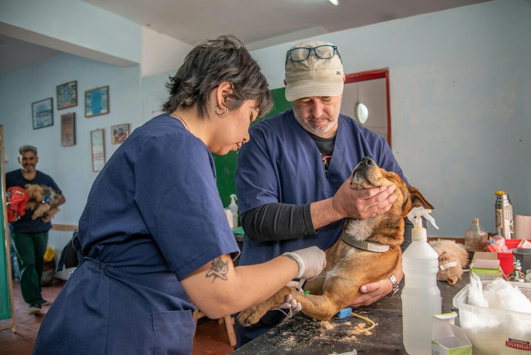 Persona sosteniendo a su mascota en una visita veterinaria